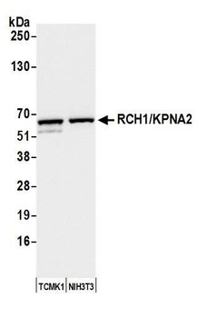 Rabbit anti-RCH1/KPNA2 Antibody
