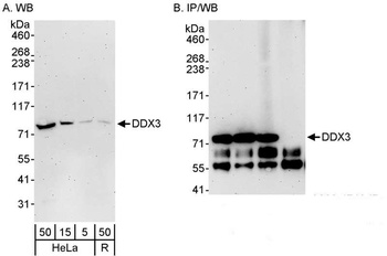Rabbit DDX3 Antibody