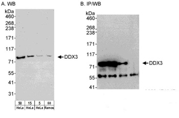 Rabbit DDX3 Antibody