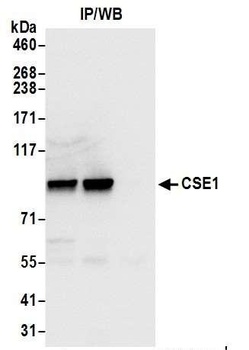 Rabbit anti-CSE1 Antibody
