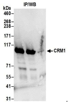 Rabbit CRM1 Antibody