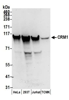 Rabbit CRM1 Antibody