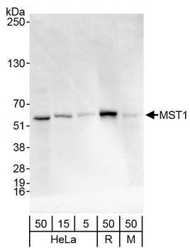 Rabbit MST1/STK4 Antibody