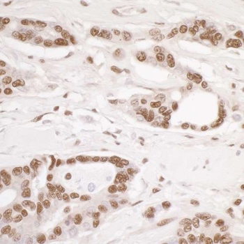Rabbit anti-DDB1 Antibody