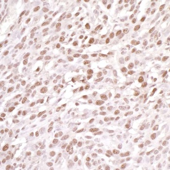 DDB1 Antibody