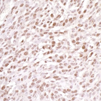 Rabbit anti-DDB1 Antibody