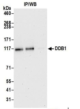 Rabbit anti-DDB1 Antibody
