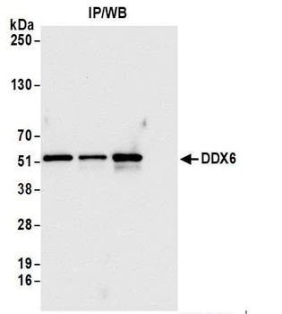 Rabbit anti-DDX6 Antibody
