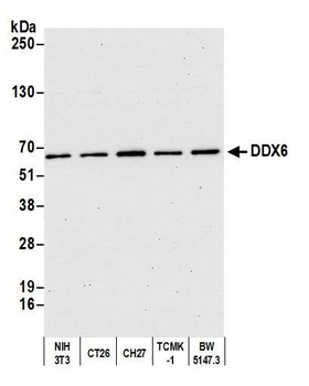 Rabbit anti-DDX6 Antibody