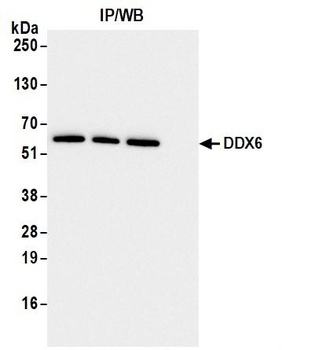 Rabbit anti-DDX6 Antibody