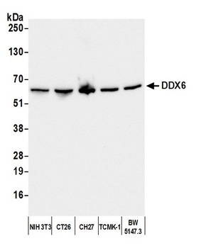 Rabbit anti-DDX6 Antibody