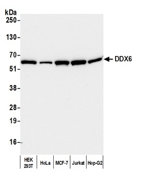DDX6 Antibody