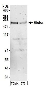 Rabbit anti-Rictor Antibody