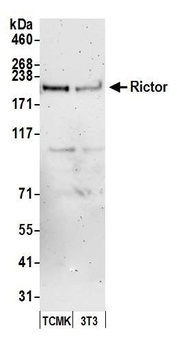 Rictor Antibody