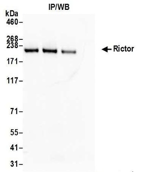 Rabbit anti-Rictor Antibody