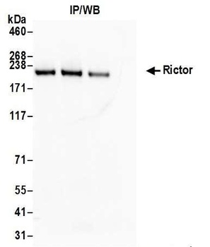 Rictor Antibody