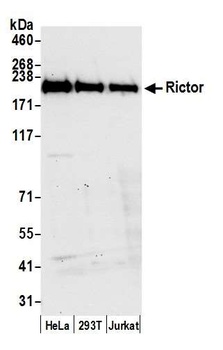 Rabbit anti-Rictor Antibody