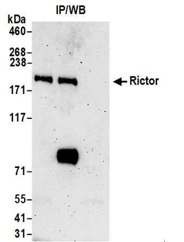 Rabbit anti-Rictor Antibody