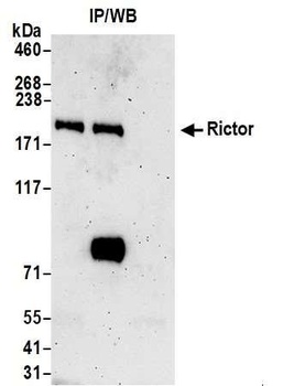 Rictor Antibody