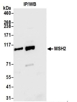 Rabbit anti-MSH2 Antibody