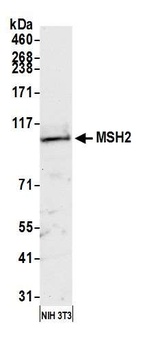 Rabbit anti-MSH2 Antibody