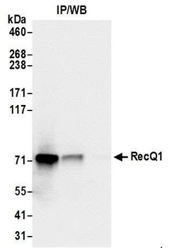 Rabbit anti-RecQ1 Antibody