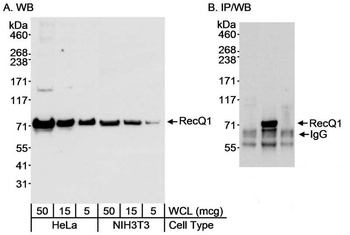 Rabbit anti-RecQ1 Antibody