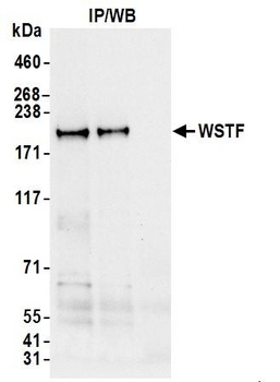 Rabbit anti-WSTF Antibody