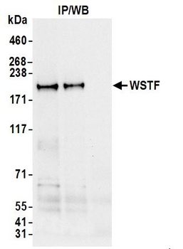 WSTF Antibody
