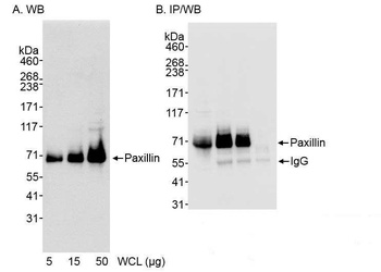 Paxillin Antibody