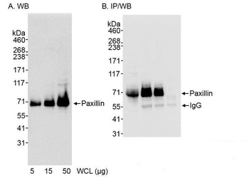 Rabbit Paxillin Antibody