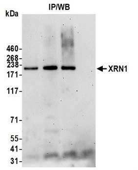 Rabbit anti-XRN1 Antibody