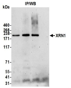 XRN1 Antibody