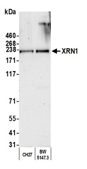 Rabbit anti-XRN1 Antibody