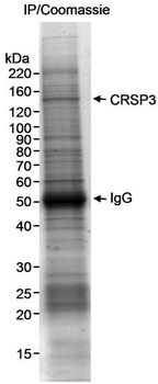 Rabbit CRSP3 Antibody