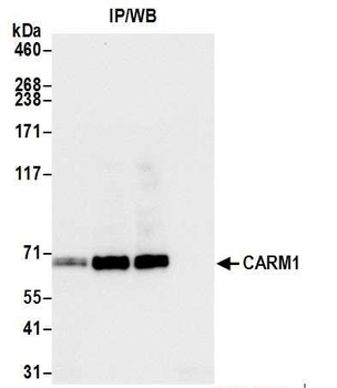Rabbit anti-CARM1 Antibody