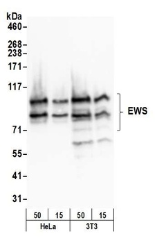 Rabbit EWS Antibody