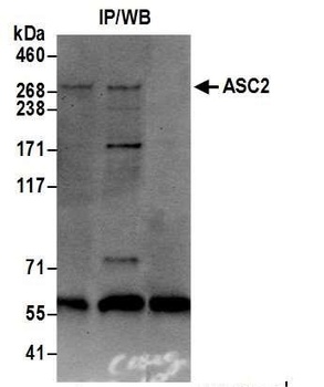 Rabbit anti-ASC2 Antibody