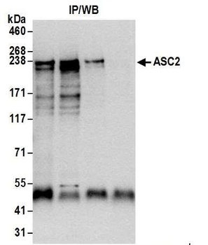 ASC2 Antibody