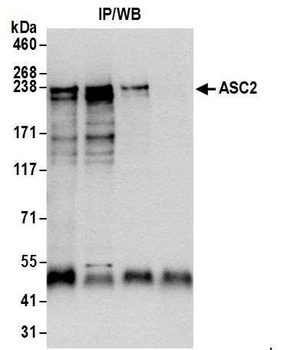Rabbit anti-ASC2 Antibody