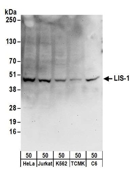 Rabbit LIS-1 Antibody