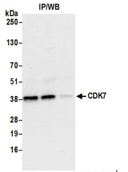 CDK7 Antibody