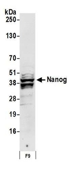 Rabbit Nanog Antibody