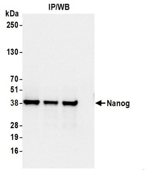 Rabbit Nanog Antibody