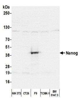 Rabbit Nanog Antibody