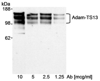 Goat ADAMTS13 Antibody