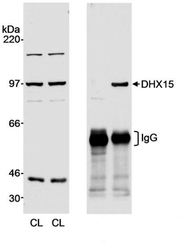 Rabbit anti-DHX15 Antibody