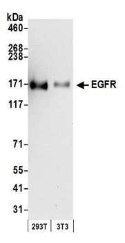 Rabbit anti-EGFR Antibody