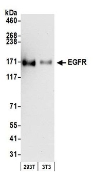 EGFR Antibody