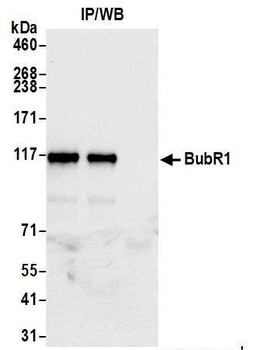 Rabbit anti-BubR1 Antibody